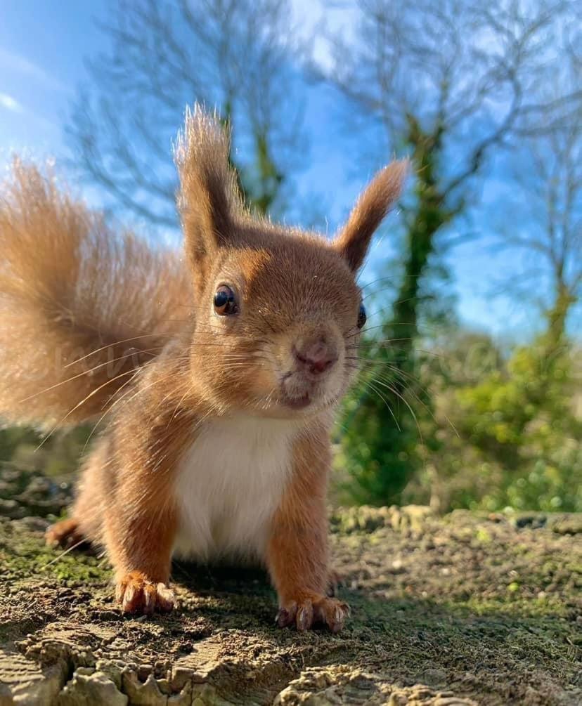 Red Squirrel Lodge Sandown Eksteriør bilde